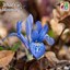 Dwarf iris