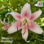 Asiatic lily
