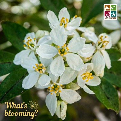Blooming Mexican orange A closeup photo of a cluster of white star-shaped flowers on a Mexican orange shrub with the broad green leaves in sets of three radiating out around them. The "What's blooming?" logo is in a complimentary yellow in the bottom left corner, while the four-squared ABQ BioPark logo in color is in the top right.