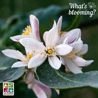 A close up photo of a cluster of the flowers of the Meyer lemon, which are white with purple blush, surrounded by their long, flat leaves with one of them curving towards the reader. The "What's blooming?" logo is in a complimentary white in the top right corner, while the four-squared ABQ BioPark logo in color is in the bottom left.