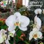 Moth orchid