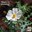 WBW Sacramento prickly poppy