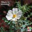WBW Sacramento prickly poppy