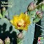 Comanche Pricklypear
