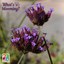 Purpletop vervain