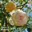 Rosa 'Devoniensis'