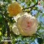 Rosa 'Devoniensis'