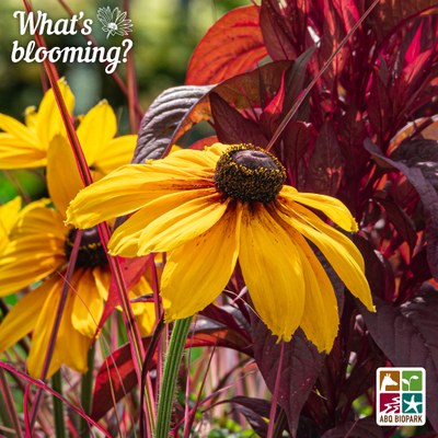 A closeup photo of a yellow rudbeckia bloom amongst dark red celosia in an arrangement. The "What's blooming?" logo is in white in the top left corner, while the four-squared ABQ BioPark logo in color is in the bottom right.