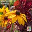 Blooming rudbeckia