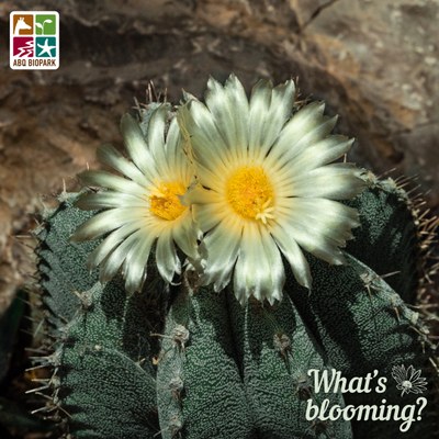 blooming star cactus A photo from slightly above of a star cactus with two large pale yellow blooms at the top. The angle shows off the ribs that give it a star-like appearance from above and the flowers appear to have another tiny flower emerging from the center. The "What's blooming?" logo is in a complimentary pale yellow in the bottom right corner, while the four-squared ABQ BioPark logo in color is in the top left