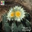 blooming star cactus