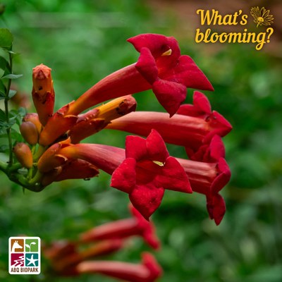 A photo of a cluster of the bold red trumpet-shaped flowers of the Tecoma Stans cultivar 'Pomegranate' against a blurred background of lush green foliage. The "What's blooming?" logo is in a complimentary yellow-orange in the top right corner, while the four-squared ABQ BioPark logo in color is in the lower left