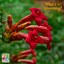 blooming Tecoma