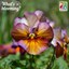 Viola 'Mulberry Shades'