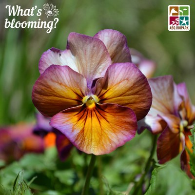 A close-up image of a viola flower marbled with purple and white edges and a light orange toward the center