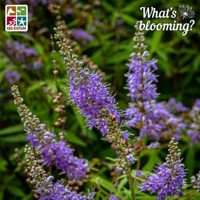 A vitex tree with its clusters of lavender flowers on multiple stalks in bloom at the ABQ BioPark Botanic Garden for What's Blooming? Wednesday