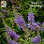 Vitex tree