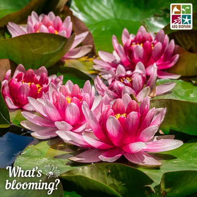 Bright pink water lily blossoms float on the surface of the main pond at the Botanic Garden