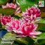 Hardy water lilies