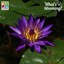 Tropical water lily