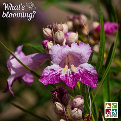 A closeup photo of the beautiful purple blooms of a desert willow at the ABQ BioPark's Heritage Farm inside the Botanic Garden