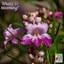 Blooming desert willow