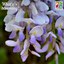 Chinese Wisteria