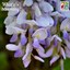 Chinese Wisteria