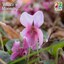 Wood violet