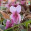 Wood violet