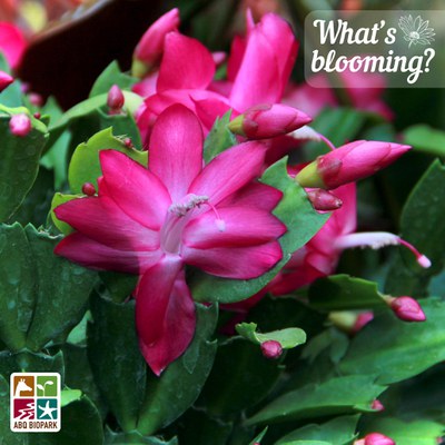 Close up of the dark pink and white bloom of a Christmas cactus in the Desert Conservatory