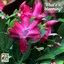 Christmas cactus