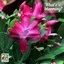 Christmas cactus