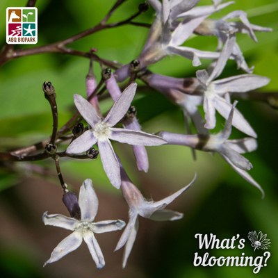 A closeup photo of a cluster of the small periwinkle flowers of the eastern bluestar plant, contrasted against a blurred background of rich green foliage. The "What's blooming?" logo is in a complimentary off-white in the bottom right corner, while the four-squared ABQ BioPark logo in color is in the top left