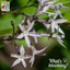 blooming eastern bluestar