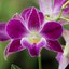 Dendrobium Hawaiian Delight ‘Puanani’