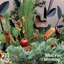 Evergreen arrangements 2023