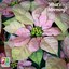 Poinsettia 'Christmas Beauty Cinnamon'
