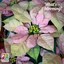 Poinsettia 'Christmas Beauty Cinnamon'
