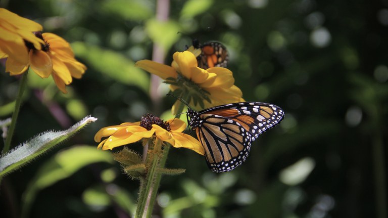 Close up of an orange and black butterfly perched on a yellow flower. You can see fine detail in the antennae and fuzz on the flower stem