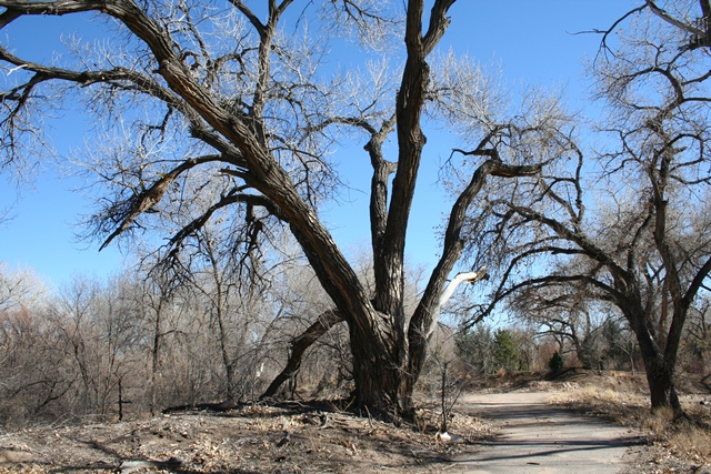 Future Cottonwood Gallery