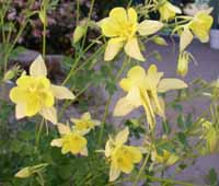 Yellow columbine 