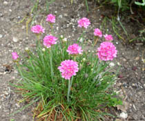 Armeria plant with bright purple flower heads