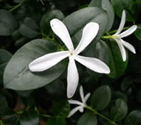 White star-shaped flower and glossy green leaves of natal plum