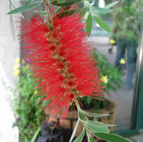 Bottlebrush tree, bright red flower