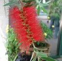 Callistemon2web.jpg