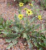 Chocolate flower with yellow flowers