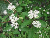 Dogwood plants