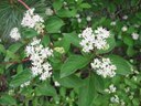 Cornusstolonifera2web.jpg