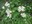 Cornusstolonifera2web.jpg